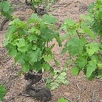 Come coltivare l'uva: propagazione con talee verdi
