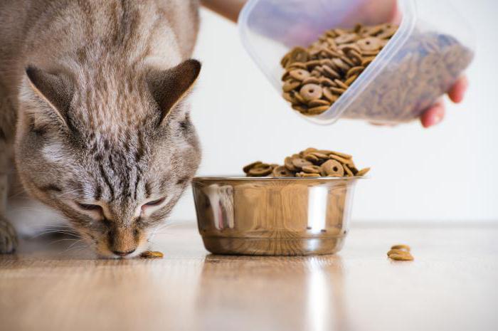 Acana - cibo per gatti: meriti, demeriti e recensioni