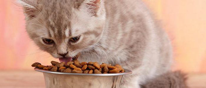 cibo veterinario per gatti