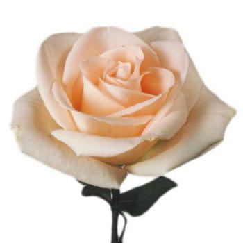Fiore per amanti e romantici - rosa di Osiana