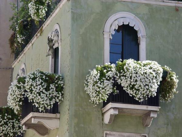 Quali fiori piantare sul balcone?