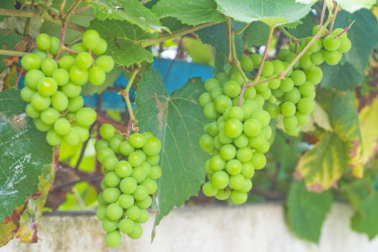 Composizione, proprietà utili e contenuto calorico delle uve