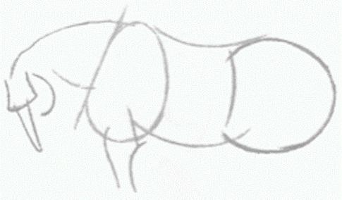 Come disegnare un cavallo