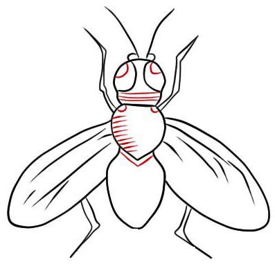 come disegnare una mosca in modo graduale