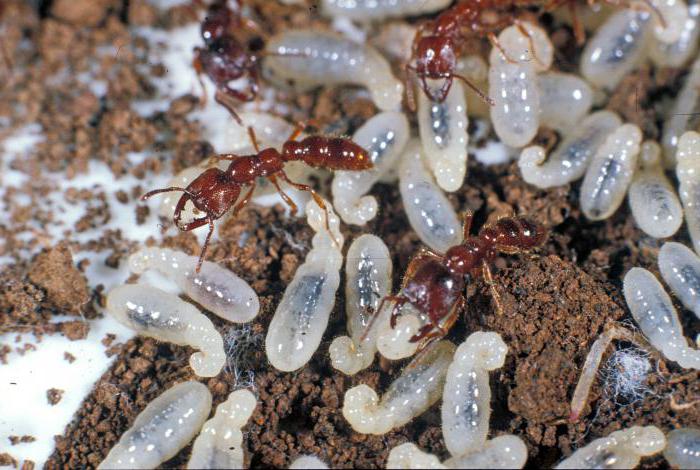 fase di sviluppo della foto di formica 