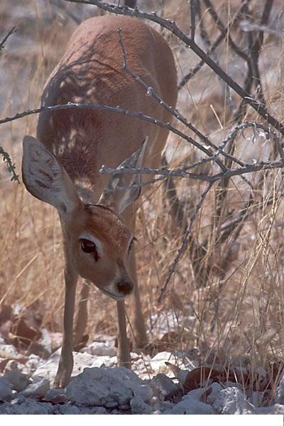 L'antilope nana è un animale che nidifica nidi