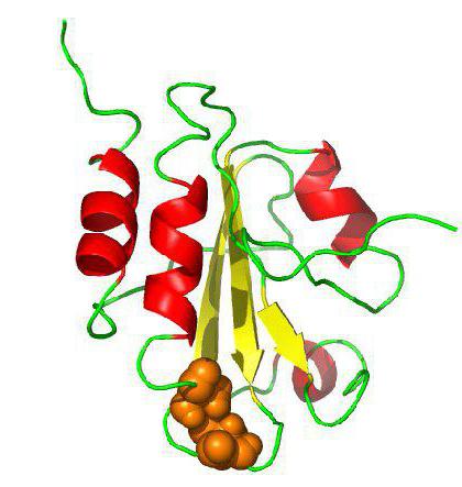 Proteine: classificazione, struttura e funzioni delle proteine