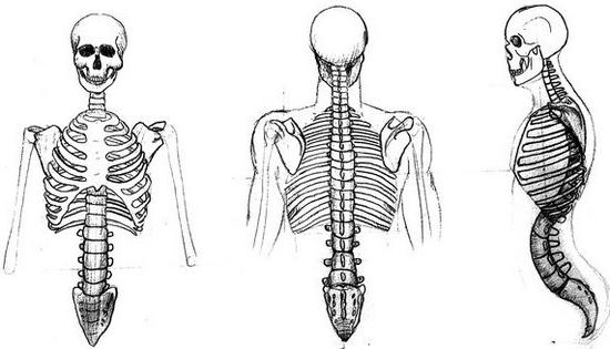 Struttura e funzioni dello scheletro umano. Struttura dello scheletro